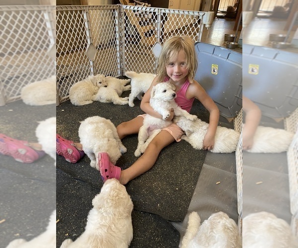 Medium Photo #4 Komondor Puppy For Sale in GUTHRIE, OK, USA