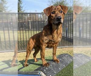 Mutt Dogs for adoption in Riverside, CA, USA