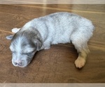 Puppy Cinders Australian Shepherd