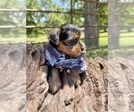 Small #4 Yorkshire Terrier