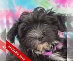 Small Photo #1 Mutt Puppy For Sale in Huntley, IL, USA