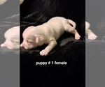 Small Photo #5 American Bulldog Puppy For Sale in INDEPENDENCE, MO, USA