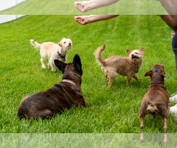 Medium Photo #4 Malchi Puppy For Sale in Princeton, MN, USA