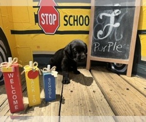 Labrador Retriever Puppy for sale in MAYSVILLE, GA, USA