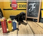 Image preview for Ad Listing. Nickname: Purple Collar