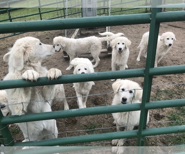Medium Photo #2 Maremma Sheepdog Puppy For Sale in SPOKANE, MO, USA