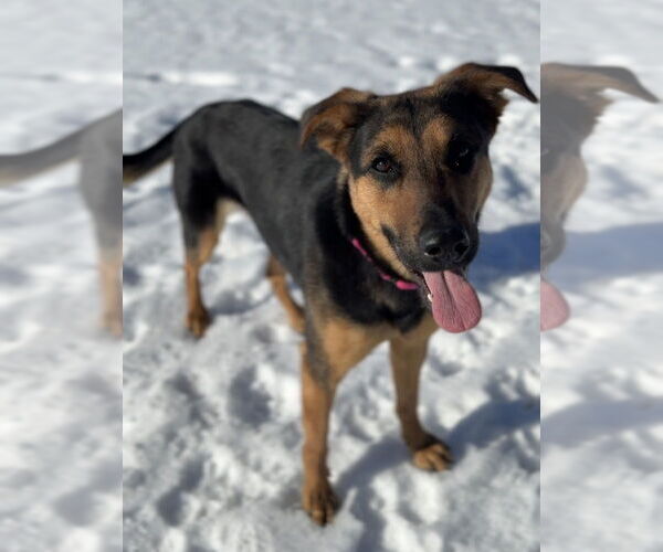 Medium Photo #5 Mutt Puppy For Sale in Bemidji, MN, USA