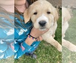 Small Photo #4 Labrador Retriever-Maremma Sheepdog Mix Puppy For Sale in PLAINWELL, MI, USA