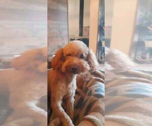 Mother of the Goldendoodle (Miniature) puppies born on 05/30/2025