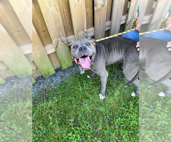 Medium Photo #3 Mutt Puppy For Sale in Abbeville, LA, USA