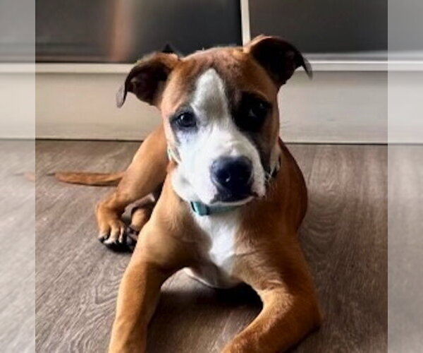 Medium Photo #8 Boxer-Unknown Mix Puppy For Sale in San Juan Capistrano, CA, USA
