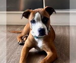 Small #7 Boxer Mix