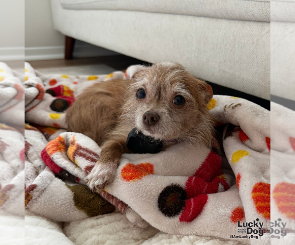Medium Photo #9 Chihuahua-Unknown Mix Puppy For Sale in Washington, DC, USA