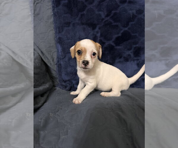 Medium Photo #3 Jack Russell Terrier-Unknown Mix Puppy For Sale in Ball Ground, GA, USA