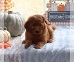 Small Photo #5 Goldendoodle (Miniature) Puppy For Sale in FAIR GROVE, MO, USA