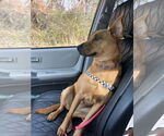Small #1 American Pit Bull Terrier-Carolina Dog Mix