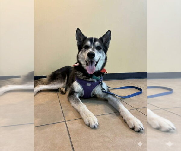 Medium Photo #10 Siberian Husky-Unknown Mix Puppy For Sale in Andover, MN, USA