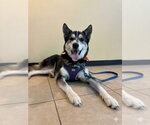 Small #9 Siberian Husky Mix