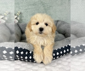 Maltipoo Puppy for sale in FRANKLIN, IN, USA