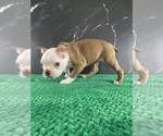 Small #11 Boston Terrier