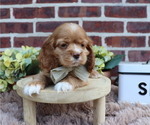 Small Photo #3 Cocker Spaniel Puppy For Sale in HONEY BROOK, PA, USA