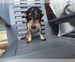 Beanie - Male Chiweenie Puppy for Sale - Small photo