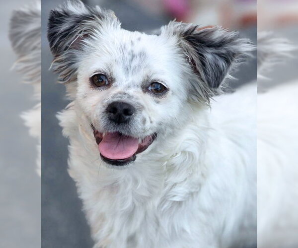 Medium Photo #5 Chiranian Puppy For Sale in Chino Hills, CA, USA