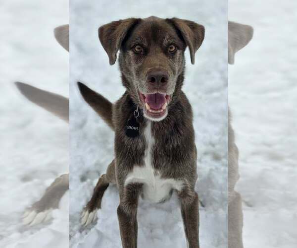Medium Photo #4 Australian Shepherd-Chocolate Labrador retriever Mix Puppy For Sale in Cuba, NY, USA