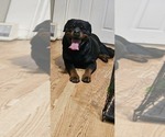 Small Photo #15 Rottweiler Puppy For Sale in WAVELAND, IN, USA