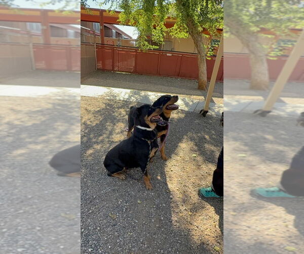 Medium Photo #6 Rottweiler Puppy For Sale in Gilbert, AZ, USA