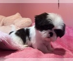 Small Photo #18 Shih Tzu Puppy For Sale in VENETA, OR, USA