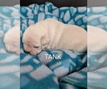 Small Photo #68 French Bulldog Puppy For Sale in MCKINLEYVILLE, CA, USA