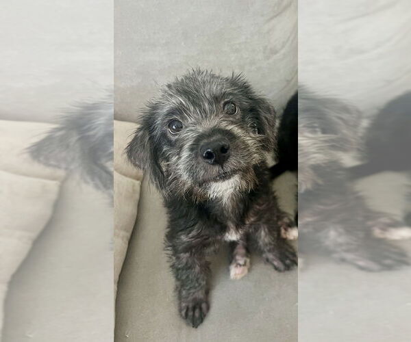 Medium Photo #2 Poodle (Miniature)-Unknown Mix Puppy For Sale in Dana Point, CA, USA