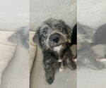 Small #1 Poodle (Miniature) Mix