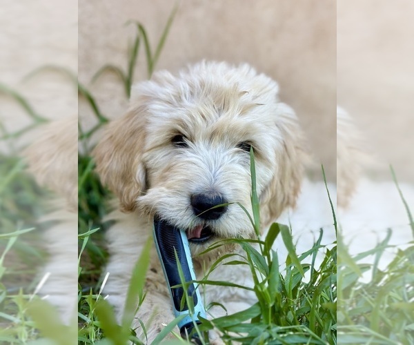 Medium Photo #6 Goldendoodle Puppy For Sale in VALLEY CENTER, CA, USA