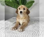 Small Photo #5 Goldendoodle (Miniature) Puppy For Sale in FRANKLIN, IN, USA