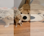 Small Photo #15 Goldendoodle Puppy For Sale in ATLANTA, GA, USA