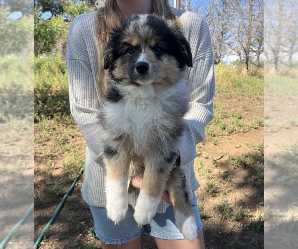 Medium Photo #1 Miniature Australian Shepherd Puppy For Sale in PIERCE, CO, USA