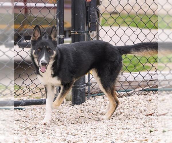 Medium Photo #2 German Shepherd Dog-Unknown Mix Puppy For Sale in Waco, TX, USA