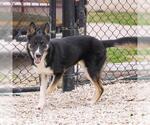 Small #1 German Shepherd Dog Mix