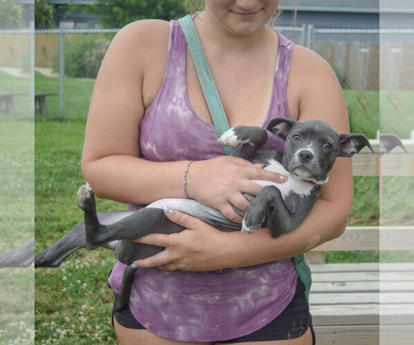 Medium Photo #5 Feist Terrier-Italian Greyhound Mix Puppy For Sale in Huntley, IL, USA
