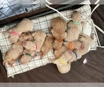 Small Photo #6 Golden Retriever Puppy For Sale in TEMECULA, CA, USA