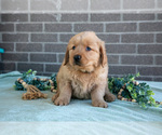 Small Photo #3 Golden Retriever Puppy For Sale in MILLERSBURG, OH, USA