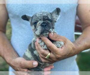 French Bulldog Puppy for sale in BOSTON, MA, USA