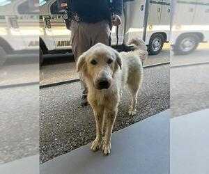 Great Pyrenees-Unknown Mix Dogs for adoption in Visalia, CA, USA