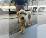Small Great Pyrenees Mix