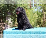 Small #2 Poodle (Toy)