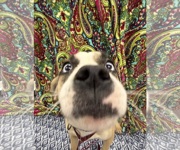 Medium Photo #3 Siberian Husky-Unknown Mix Puppy For Sale in Corning, AR, USA