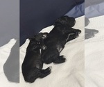 Small #2 Poodle (Toy)