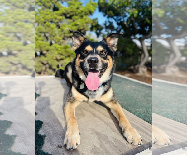 Medium Photo #6 Australian Shepherd-German Shepherd Dog Mix Puppy For Sale in Seal Beach, CA, USA